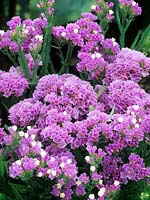 Statice Limonium Petite Bouquet série violet lilas