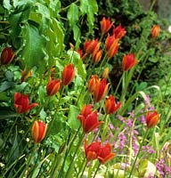 espèce de tulipe Tulipa sprengeri