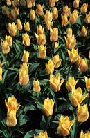 tulipe naine Tulipa Fur Elsie