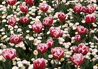 Tulipes annuelles de printemps Tulipa Hermone avec Bellis Medicis White