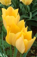 tulipe naine Tulipa linifolia 'Bright Gem'