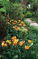Jardin privé Maarssen Holland tulip Tulipa Flaming Parrot en parterre de fleurs
