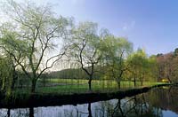 Rangée de saules pleureurs Salix babylonica poussant à côté de la rivière Wey Surrey