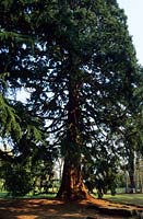 Séquoia géant séquoia Sequoiadendron giganticum