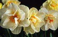jonquille narcisse fleur record jonquilles fleurs jaunes fleur de printemps