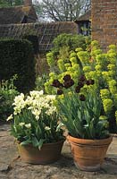 Vann Surrey Tulipes en pots Tulipa Queen of The Night et Spring Green