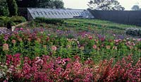 Les jardins perdus de Heligan Cornwall jardin de fleurs coupées avec des annuelles d'été colorées