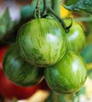 tomate Tigerella légume d'automne marquages distinctifs