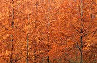 Valley Gardens Surrey aube séquoia Metasequoia glyptostoboides automne conifère à feuilles caduques orange
