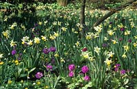 RHS Wisley Surrey woodland garden au printemps Narcisse mardi's Child Primula denticulata fleur de printemps jaune jonquilles fleurs