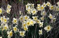 Jonquille Narcisse Folies de glace poussant parmi les tiges de perovskia jonquilles jaunes fleurs de printemps fleur
