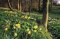 Vann Surrey jonquilles mixtes au printemps jardin boisé fleurs en bois jonquille fleur