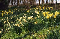 Vann Surrey jonquilles mixtes au printemps jardin boisé jonquille fleurs fleur