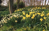 Vann Surrey jonquilles mixtes au printemps jardin boisé jonquille fleurs fleur