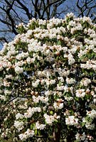 Avalanche de Rhododendron