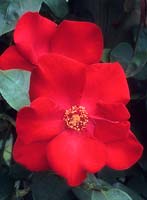 rose randonnée Rosa Altissimo