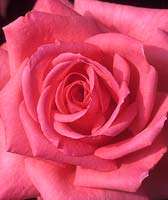 Rose hybride de thé Rosa Abbeyfield Rose