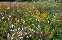 Les Oast Houses Hampshire wildflower meadow 2007 sur un sol sablonneux moutons s sorrel ox eye marguerites musc mauve mauve moindre centaurée lady