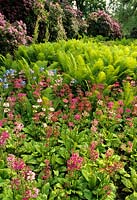 Savill Gardens Surrey Primula japonica avec fougères volant