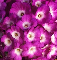 primevère Primula vulgaris Joan Hughes