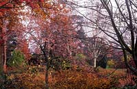 Jardin Capel Manor Middx en automne avec Sorbus