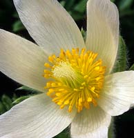 Fleur de pasque Pulsatilla vulgaris f alba