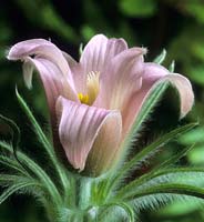 Fleur de Pasque Pulsatilla vulgaris Barton's Pink
