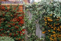 Firethorn Pyracanthas Mohave et Orange Glow formés contre le mur de briques de chaque côté de la porte en bois recouverte de lierre panaché