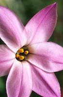 Ipheion uniflorum 'Charlotte Bishop' Fleur de printemps vivace rose