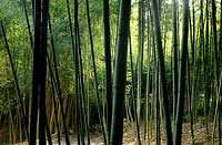 Hakone Saratoga California bambou noir Phylostachys nigra