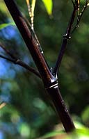 bambou noir Phylostachys nigra