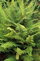 fougère Polystichum setiferum Proliferum