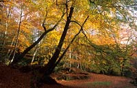 Waggoner's Wells Surrey bois de hêtre Fagus sylvatica