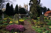 Bolton Percy Yorkshire Roger Brook's Wildlife Churchyard Cemetery Cemetery au printemps avec des primevères et de la bruyère