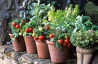 pots de tomates naines miniatures 'Micro Tom' et paniers mixtes