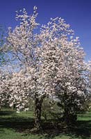 cerisier en fleurs Prunus Pandora