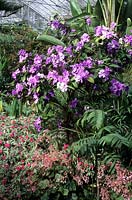 RHS Wisley Surrey hier aujourd'hui et demain Brunfelsia pauciflora Macrantha en serre tempérée avec Impatiens