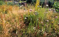 Liphook allotments Hampshire jardin sur-cultivé