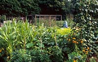 Liphook allotments Jardin potager du Hampshire avec haricots de coureur de maïs sucré et tomates
