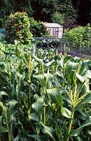 Liphook allotments Jardin potager du Hampshire avec maïs sucré et haricots runner