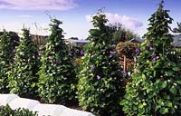 Newtown Rd Hampshire jardins potagers Edna Ray Jones runner bean White Lady et pois de plus en plus sur wigwams