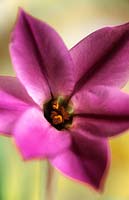 Ipheion uniflorum Charlotte Bishop fleur rose