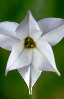 Ipheion uniflorum Album fleur symétrique blanche