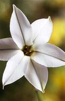 Ipheion uniflorum Album fleur blanche