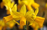 jonquille Narcissus Jumblie fête des mères fleur jaune