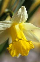 jonquille Narcissus Topolino fête des mères fleur jaune