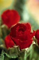 primevère Primula vulgaris Primlet Fleurs à fleurs rouges