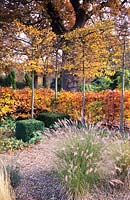 Couverture de hêtre feuillage d'automne dans un petit jardin familial tilleuls blanchis zone de gravier Fagus sylvatica Tilia cordata Pennisetum