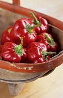 Capsicum annuum Redskin Chilli pepper in trug