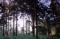 Frensham Common Surrey stand de pin sylvestre Pinus sylvestris dans la brume matinale